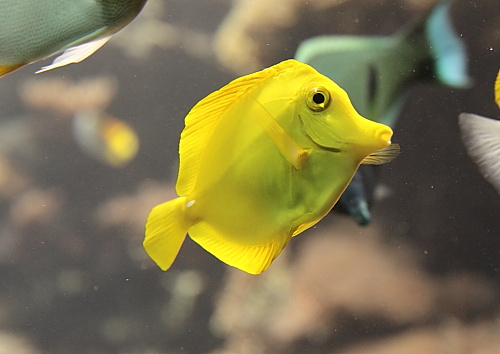 Aquarium