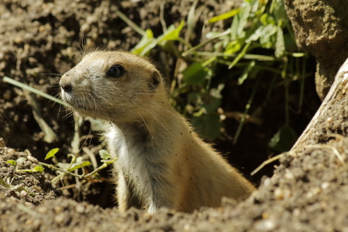Chipmunks