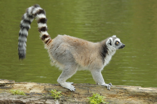 Merkats