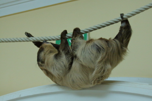 Sloths