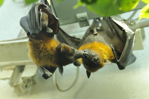 Bats