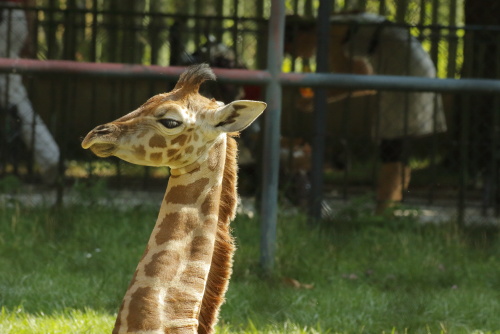 Giraffs