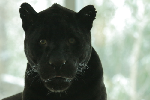 Jaguars