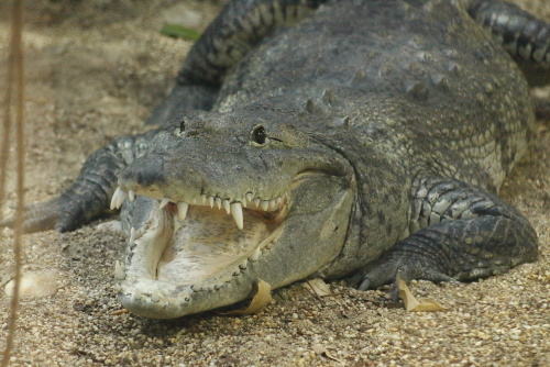 Crocodiles