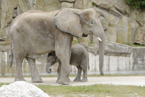 Elephants