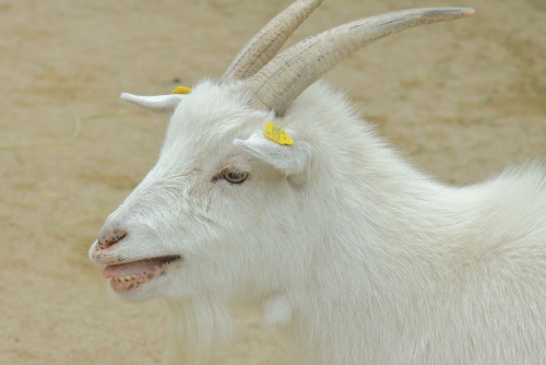 Goats