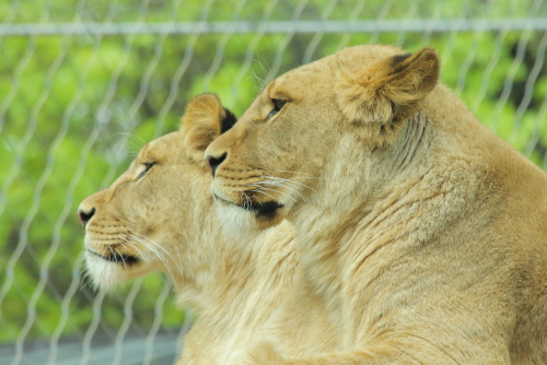 Lions