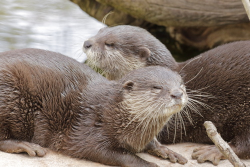 Otter