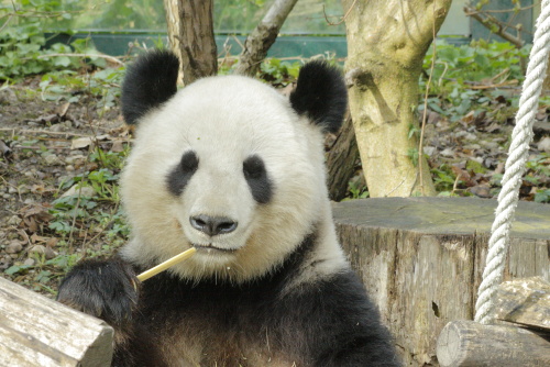 Pandas