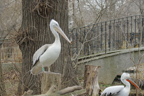 Pelicans