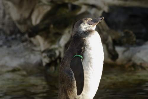 Penguins