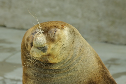 Seals