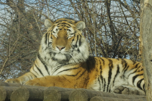 Tigers
