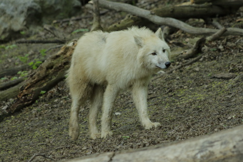 Wolfes
