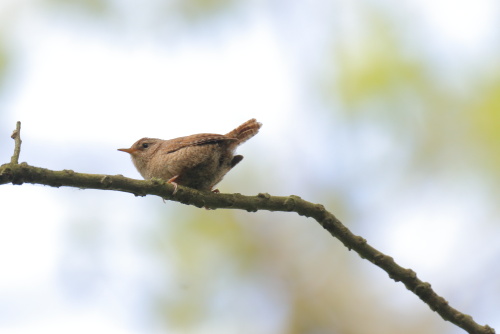 Birdspotting