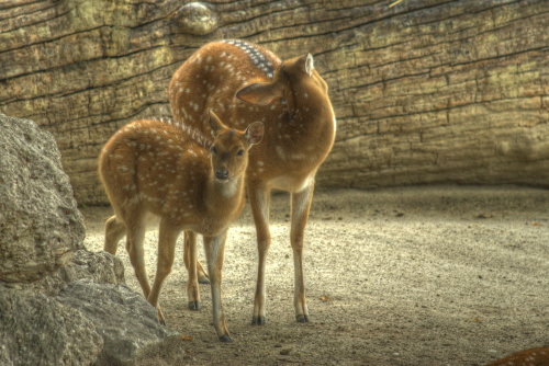 Animals